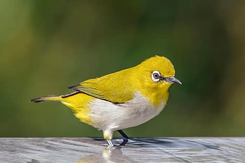 Indian White-eye reference