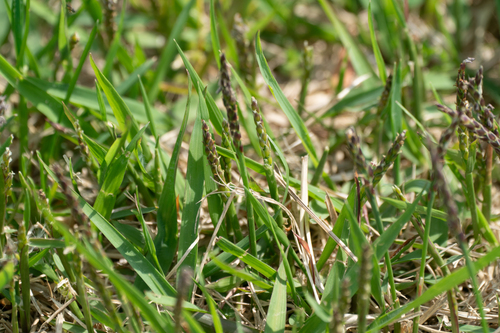 Zoysia Grass reference