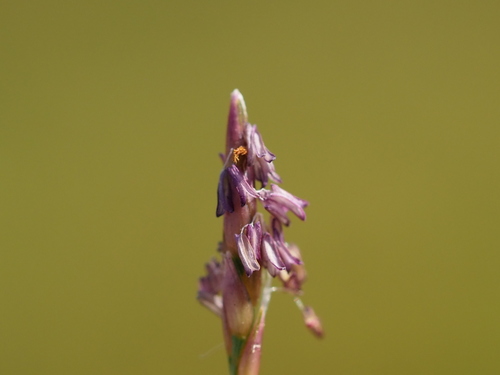 Mascarene Grass reference