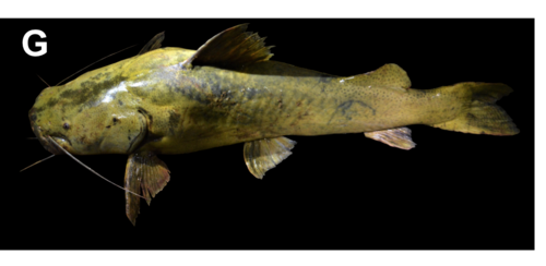 Gilded Catfish reference