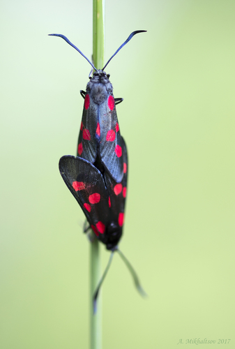 Narrow-bordered Five-spot Burnet reference