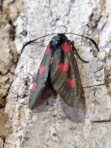 New Forest Burnet reference