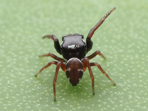 Six-Spotted Jumping Spider reference