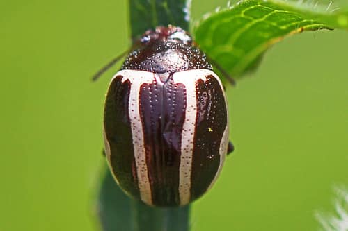 Ragweed Leaf Beetle reference