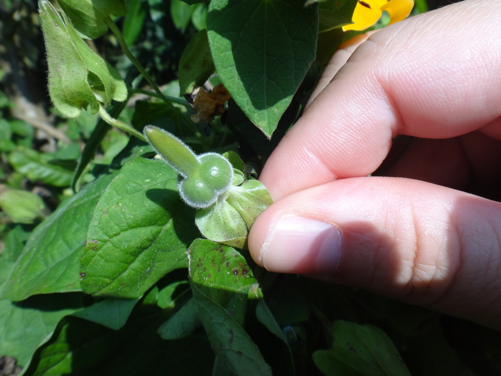 Black-eyed Susan Vine reference