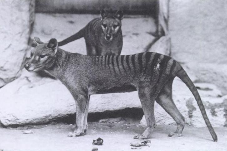 Thylacine reference