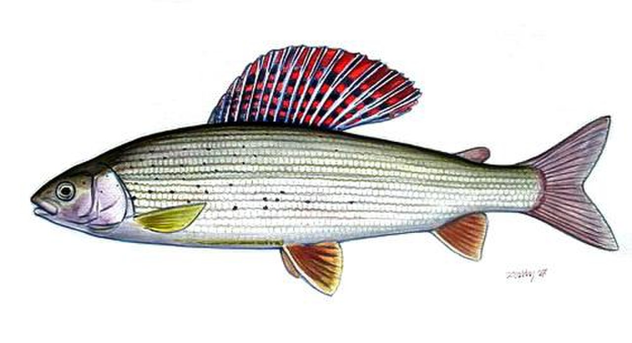 European Grayling reference