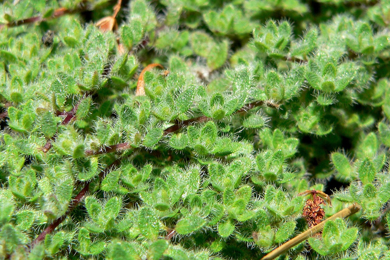 Woolly Thyme reference