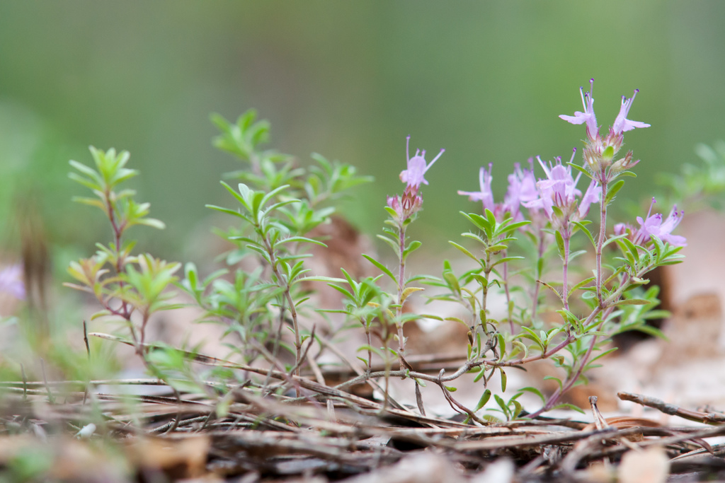 Wild Thyme reference