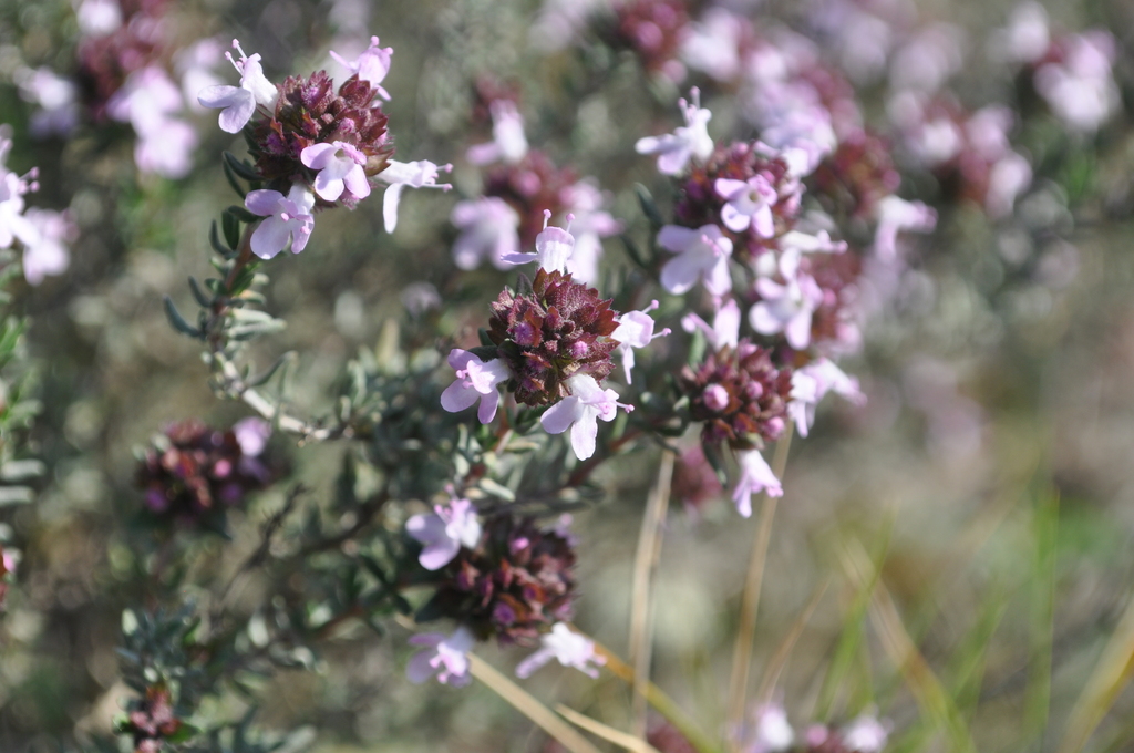 Common Thyme reference