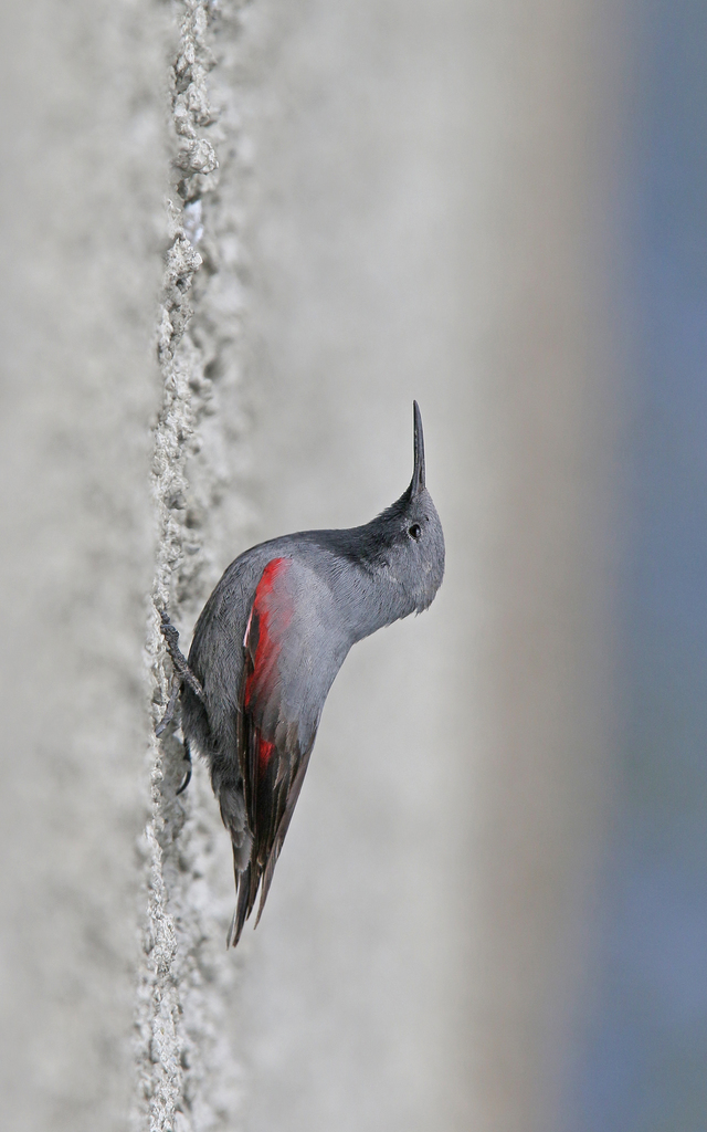 Wallcreeper reference