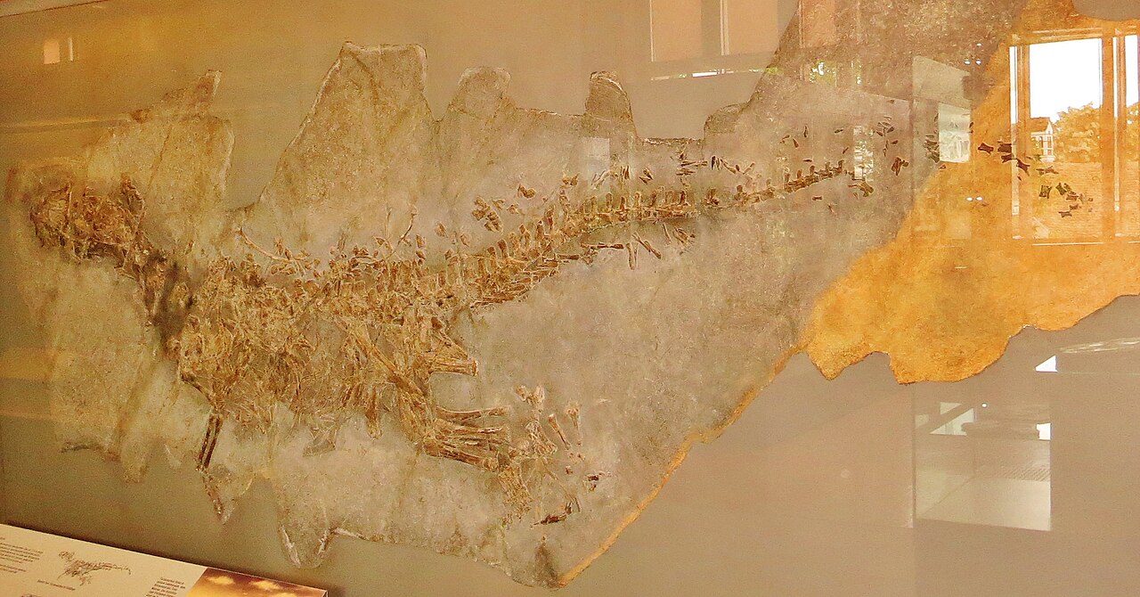 Ticinosuchus ferox reference