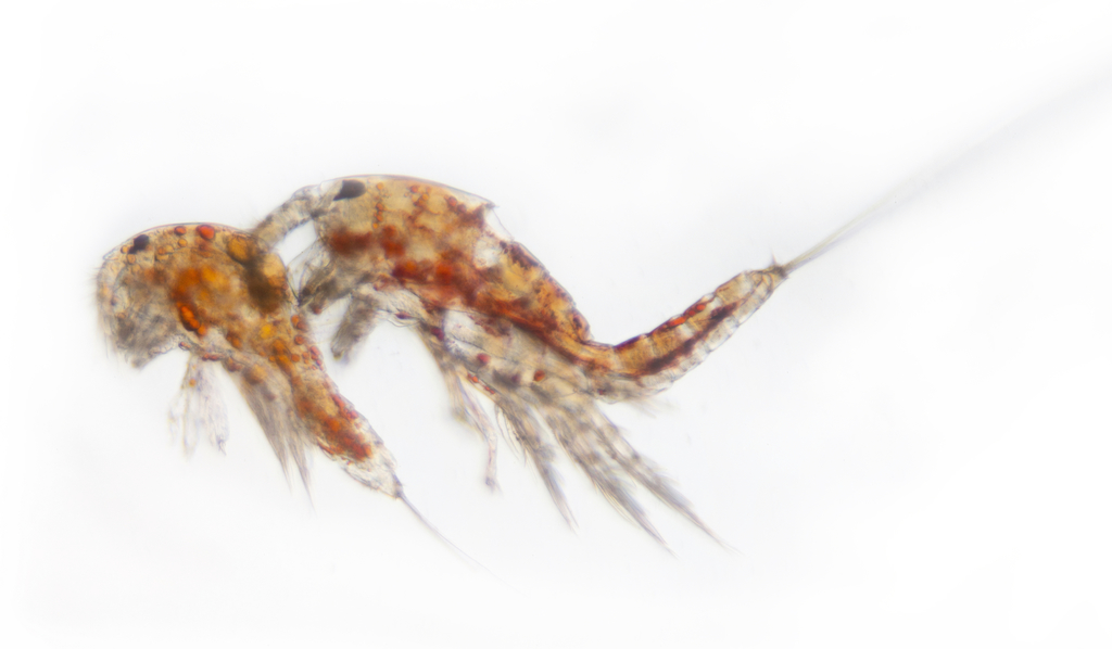 Tigriopus californicus reference