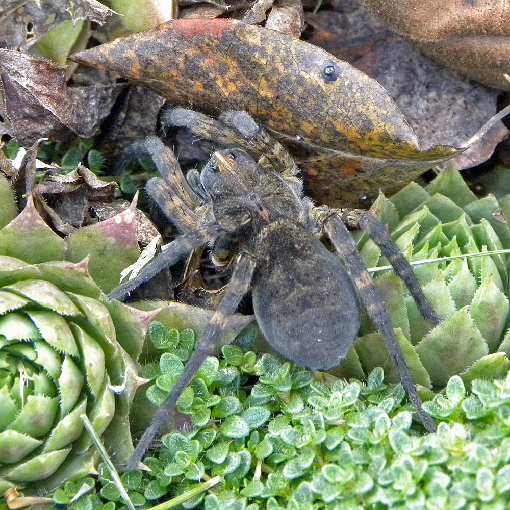 Woodland Giant Wolf Spider reference