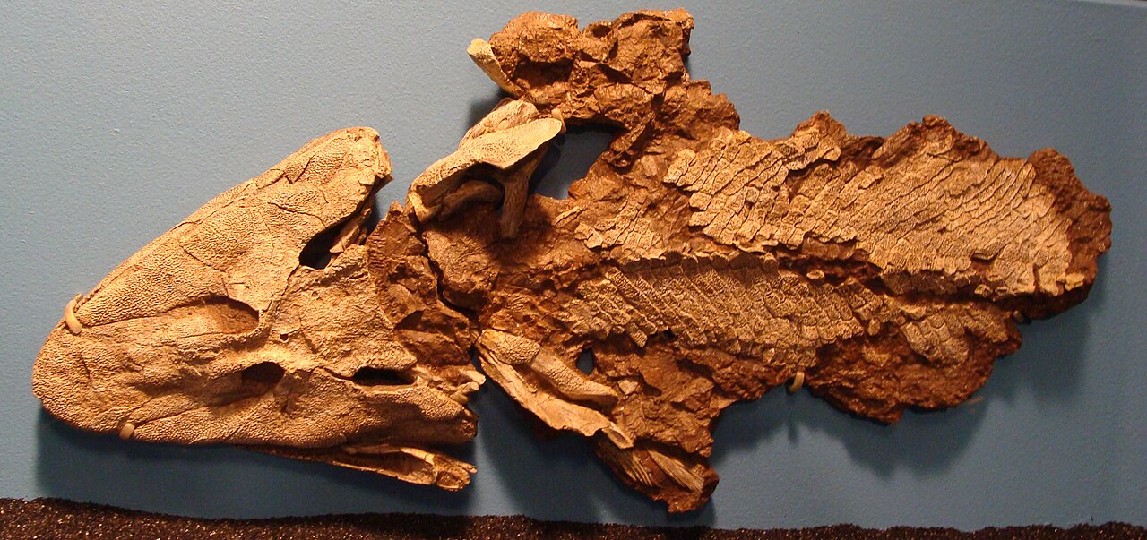 Tiktaalik roseae reference