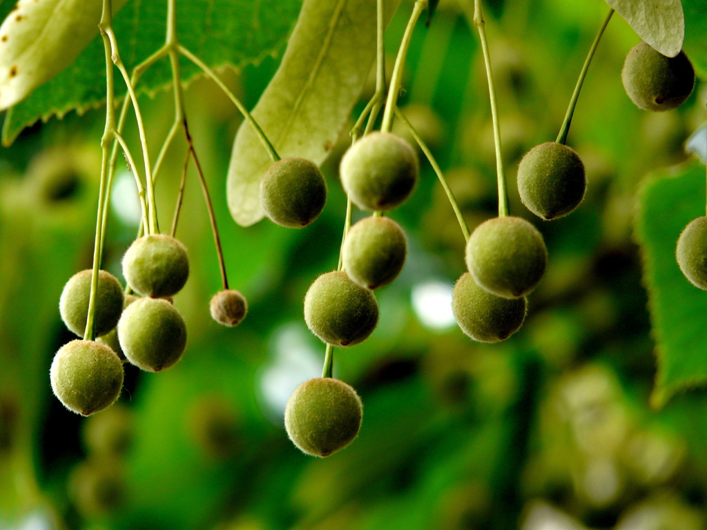 Little-leaf Linden reference