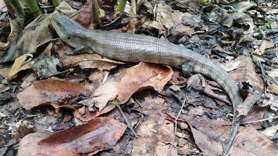 Giant Bluetongue reference