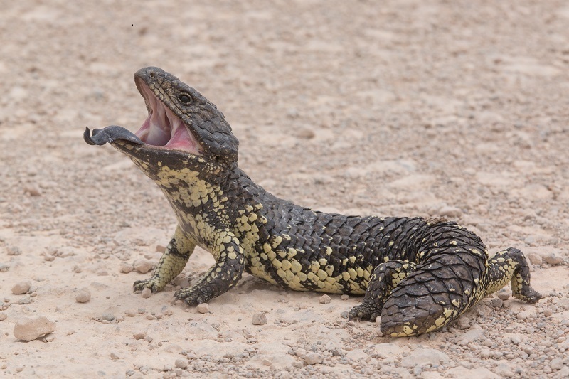 Tiliqua rugosa rugosa reference