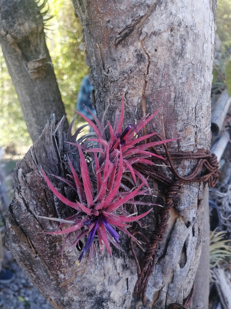 Blushing Bride Airplant reference