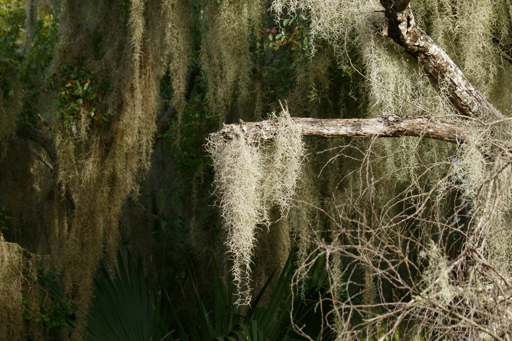 Spanish moss reference