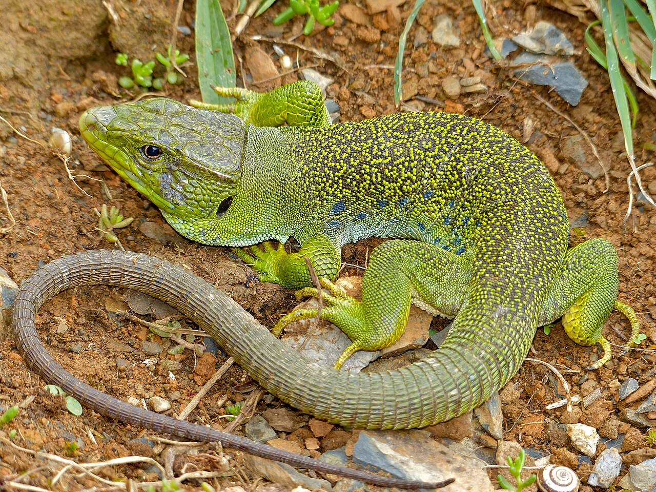 Ocellated Lizard reference
