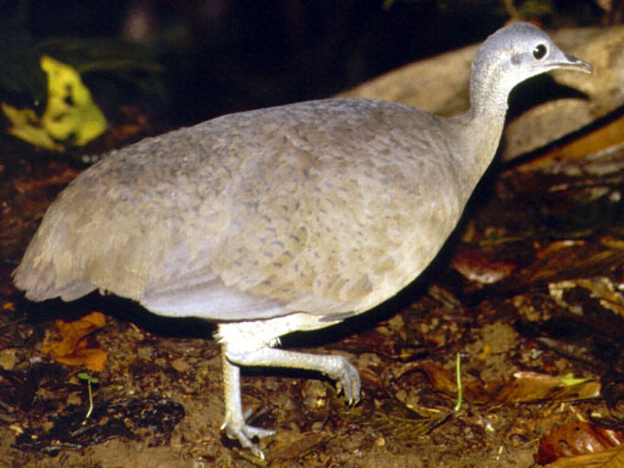 Great Tinamou reference