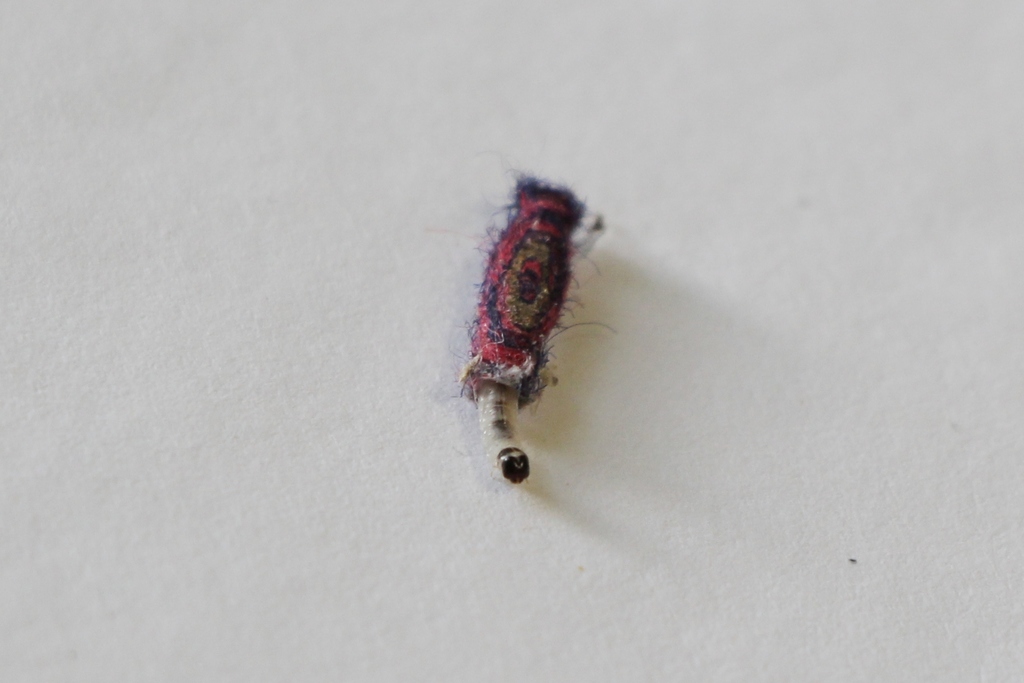 Webbing Clothes Moth reference