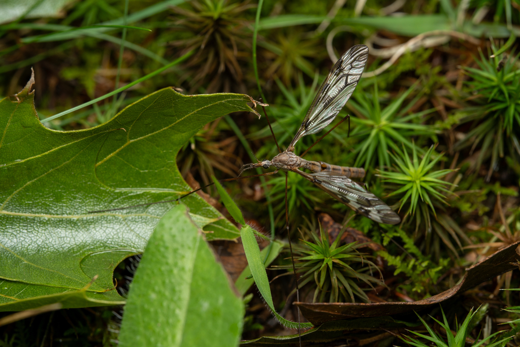 Tipula trivittata reference