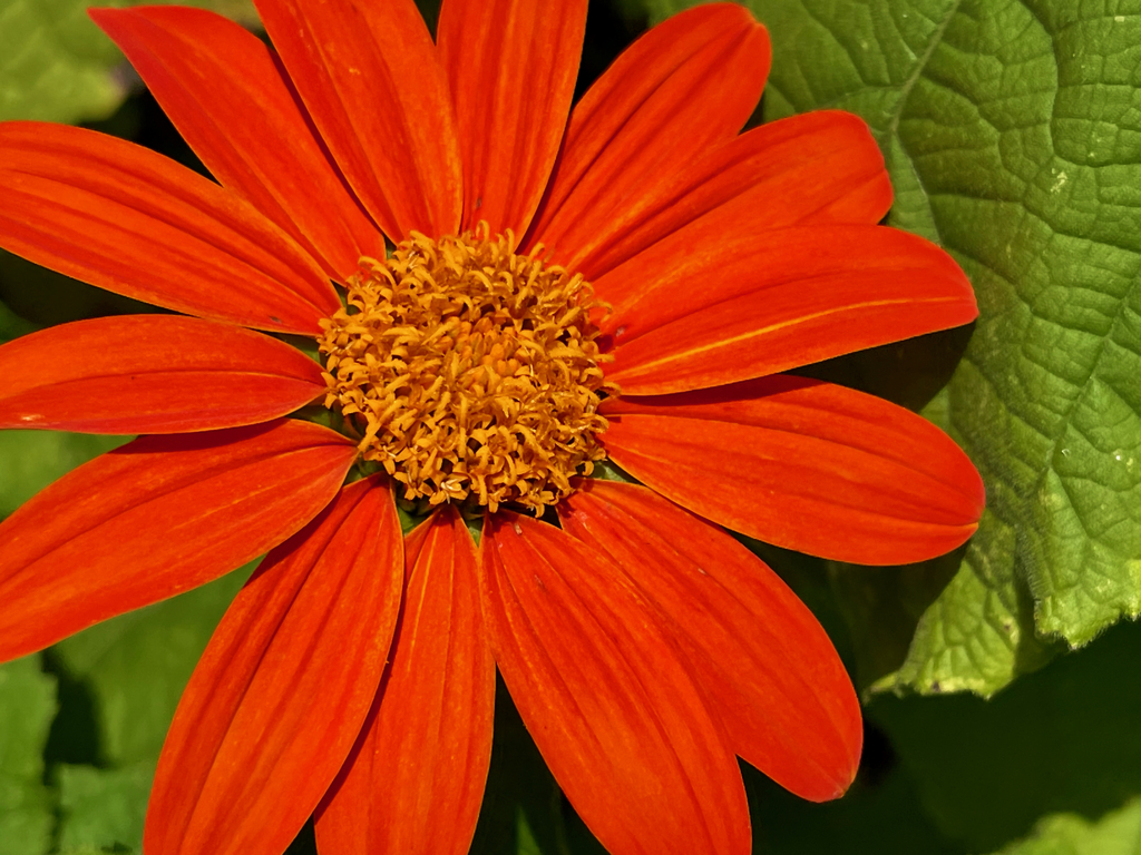Red Sunflower reference