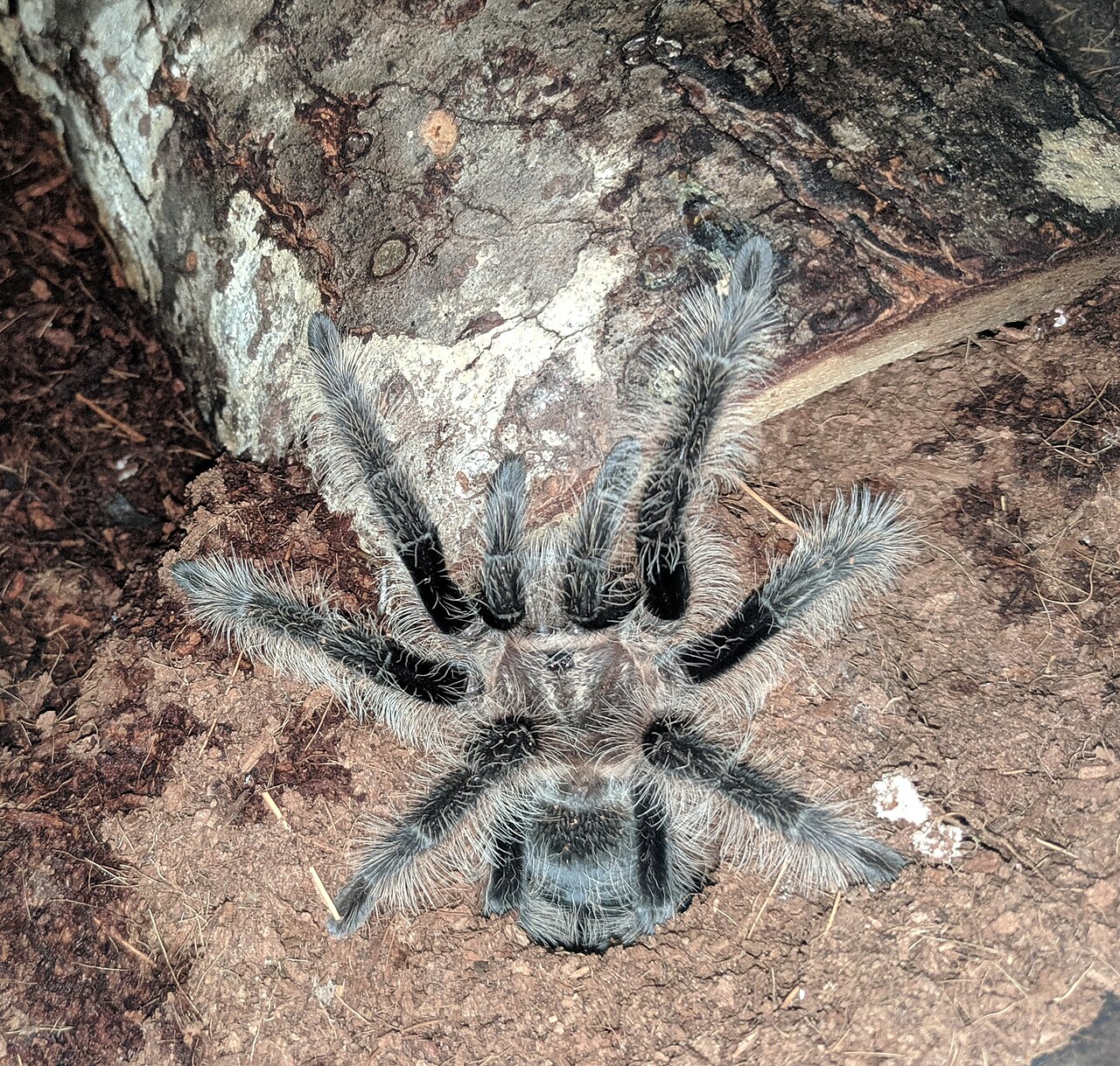 Honduran Curlyhair Tarantula reference