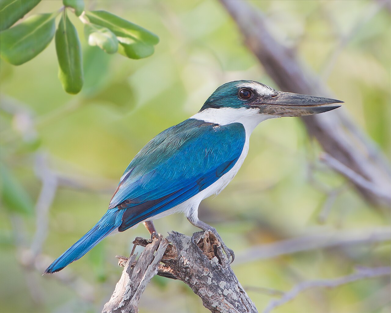 Collared Kingfisher