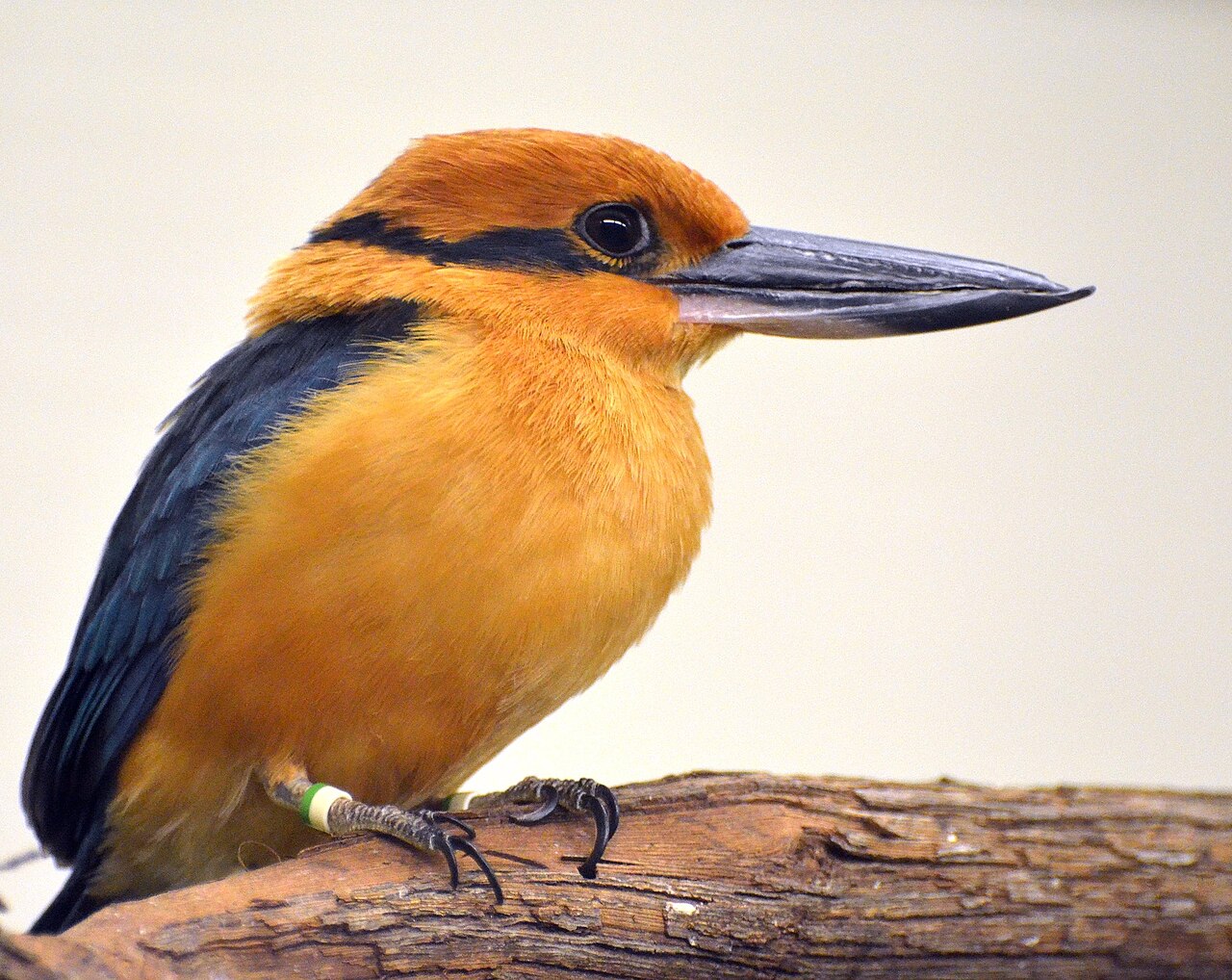 Guam Kingfisher reference