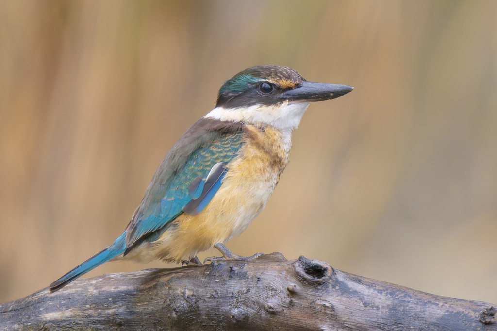 Sacred Kingfisher reference