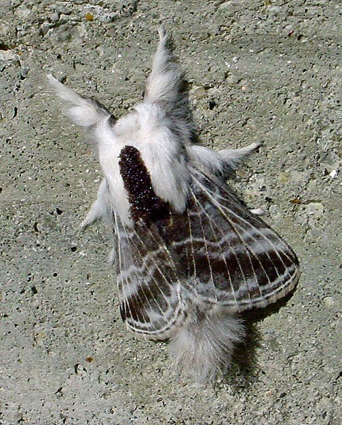 Large Tolype Moth reference