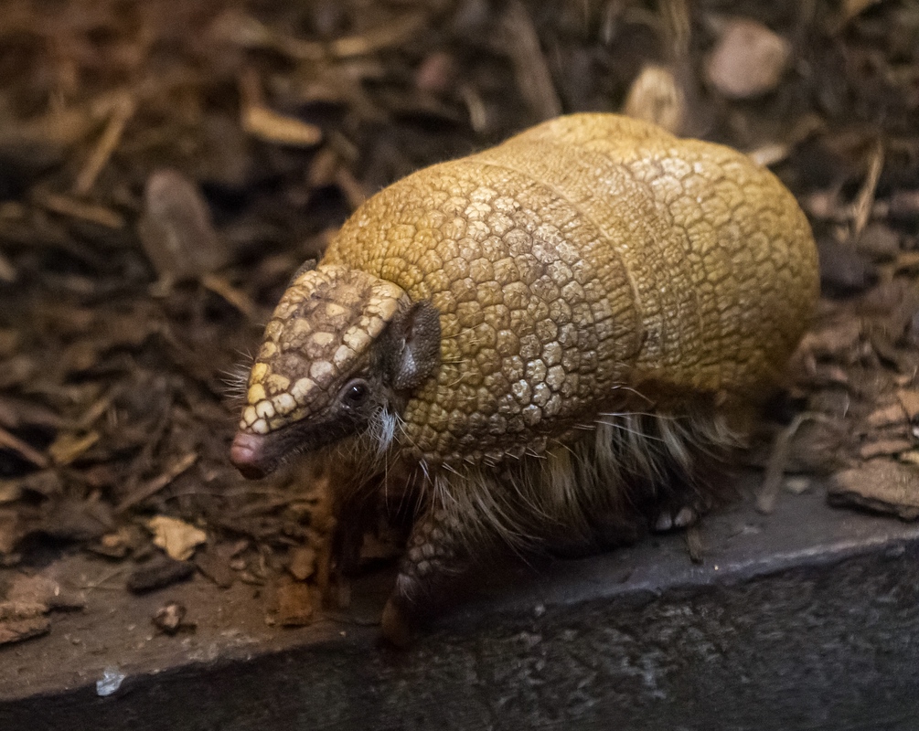 Southern Three-banded Armadillo reference