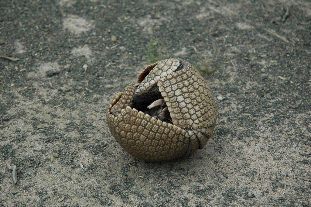 Brazilian Three-banded Armadillo reference