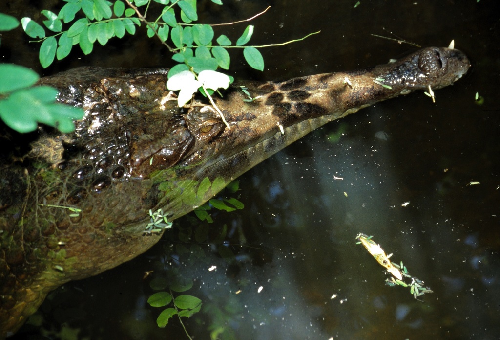 Malayan False Gharial reference