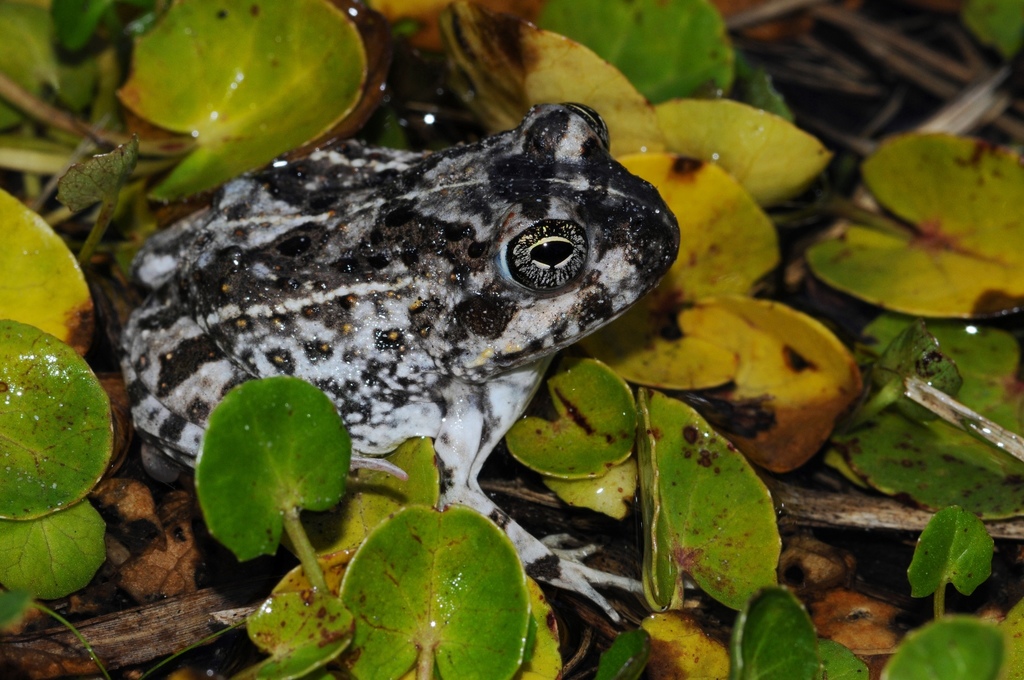 Cape Sand Frog reference