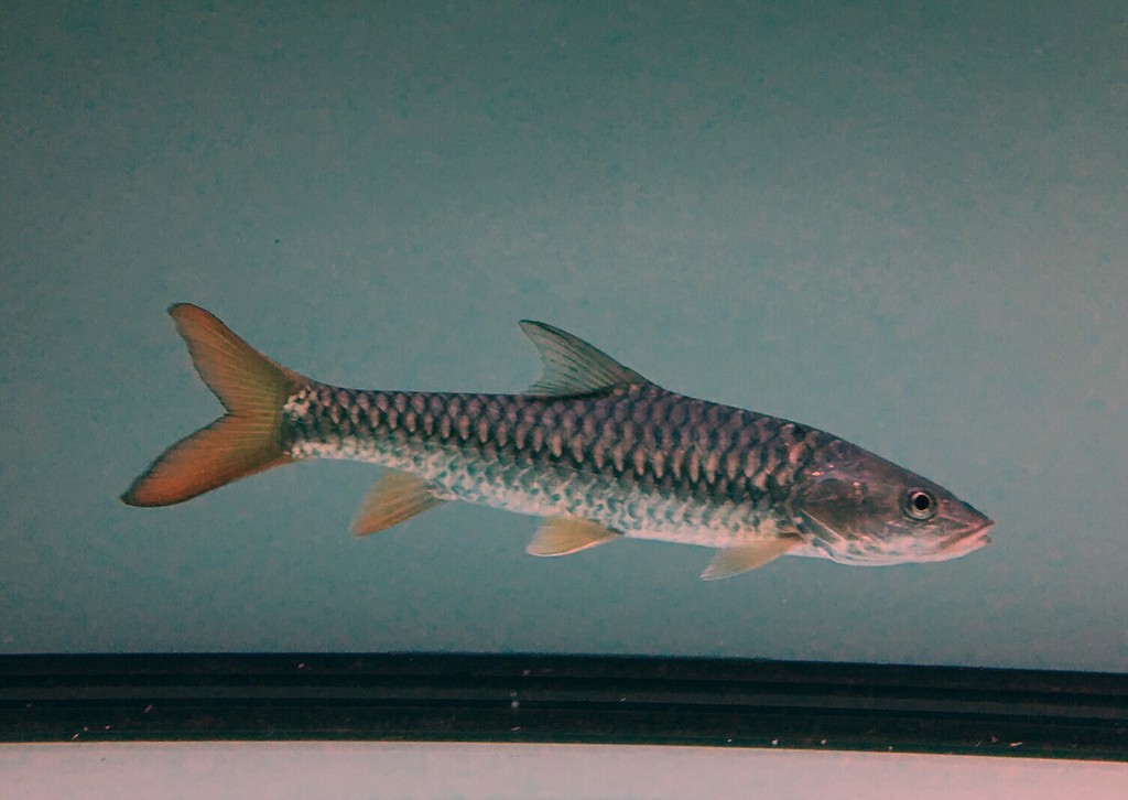 Golden Mahseer reference