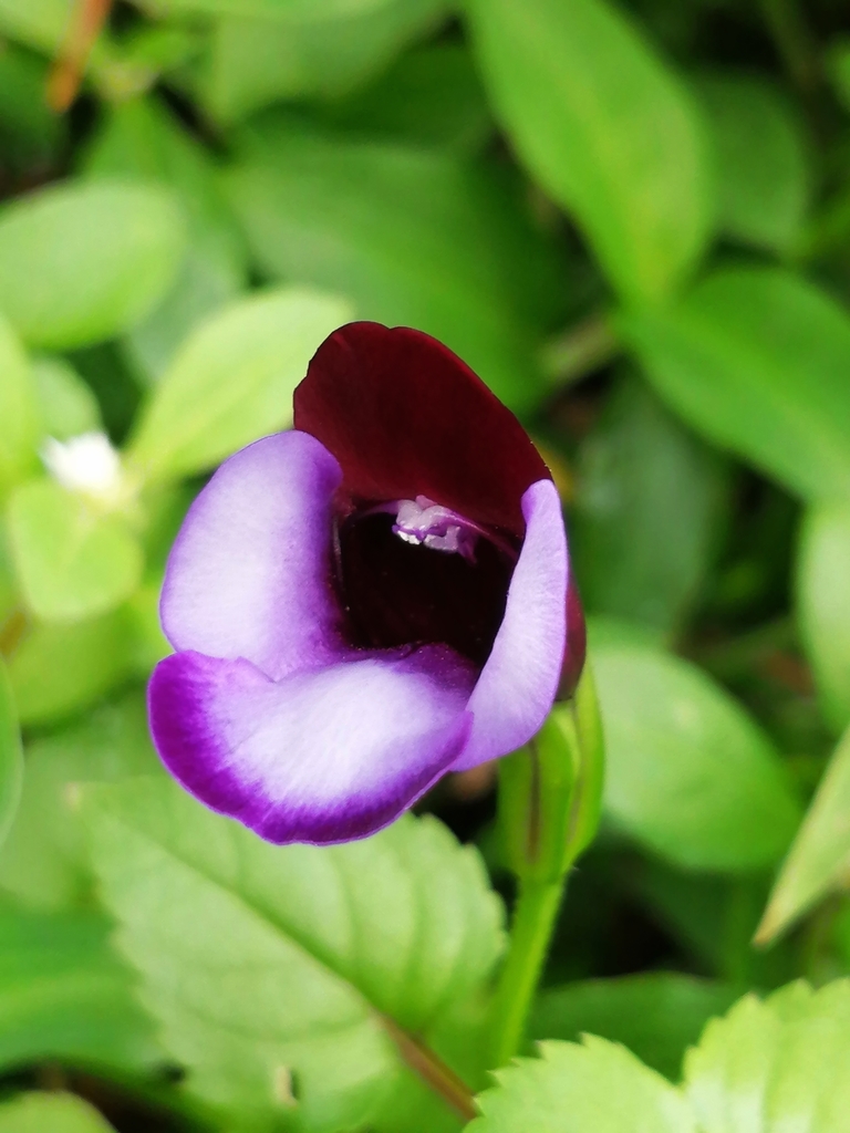 wishbone flower reference