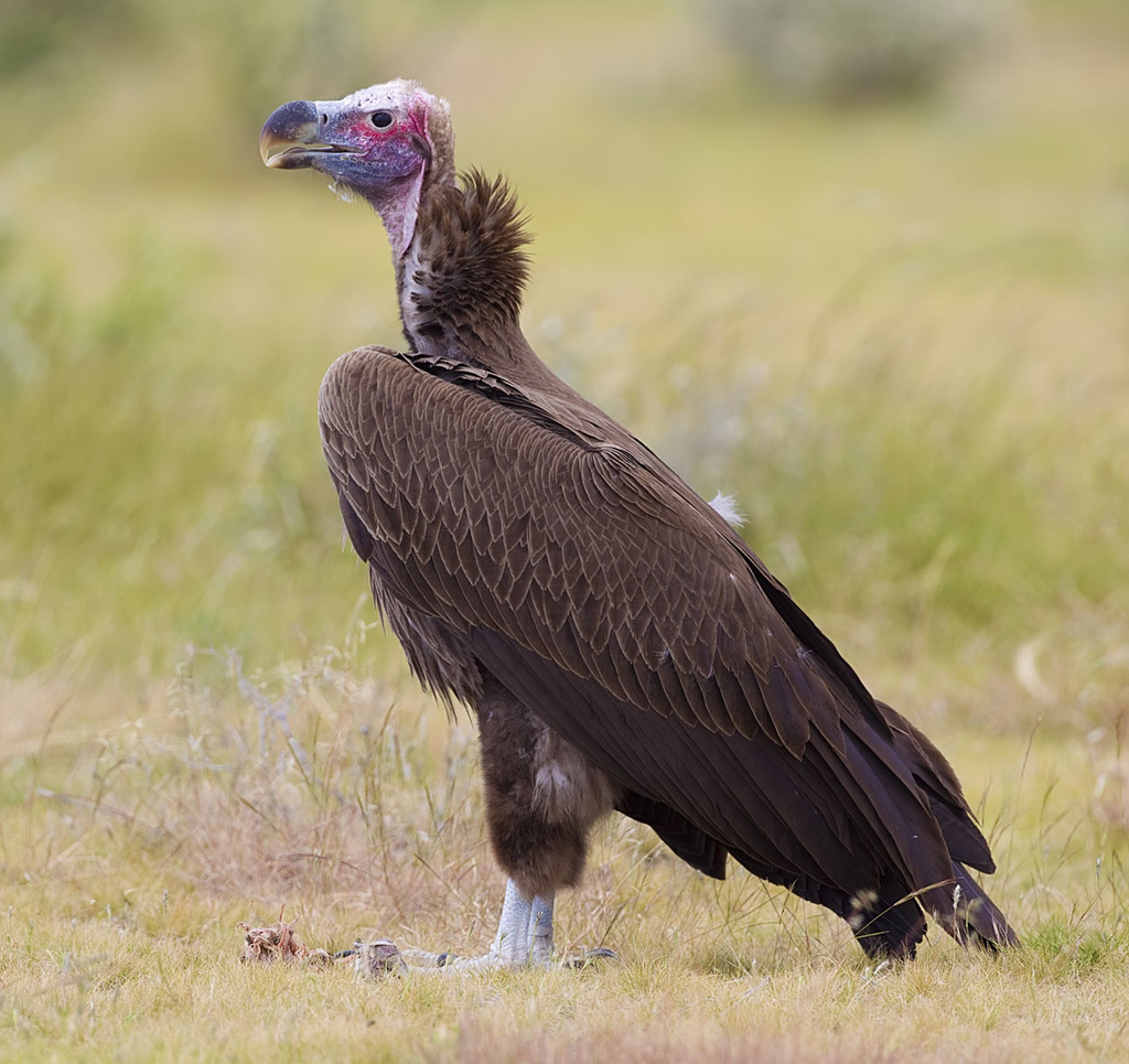 Lappet-faced Vulture reference