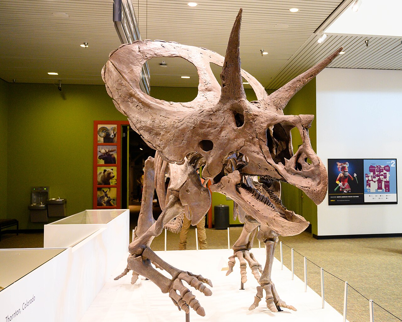 Torosaurus latus reference