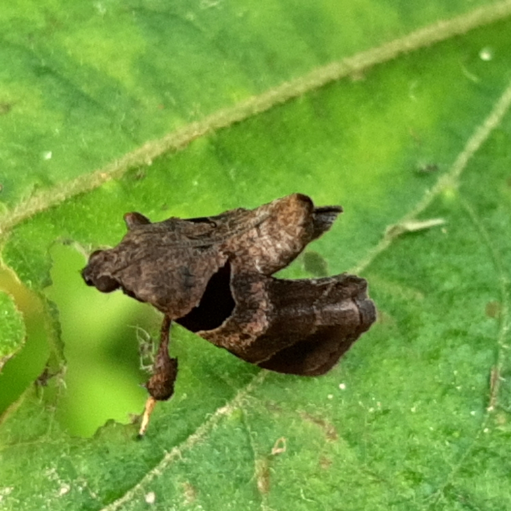 Dimorphic Tosale Moth reference