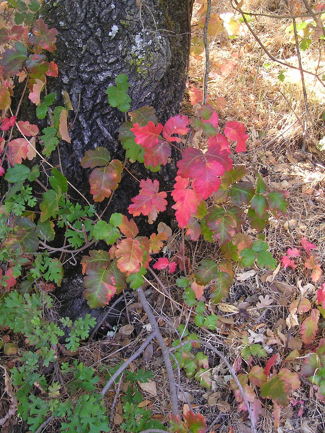 Pacific Poison Oak reference