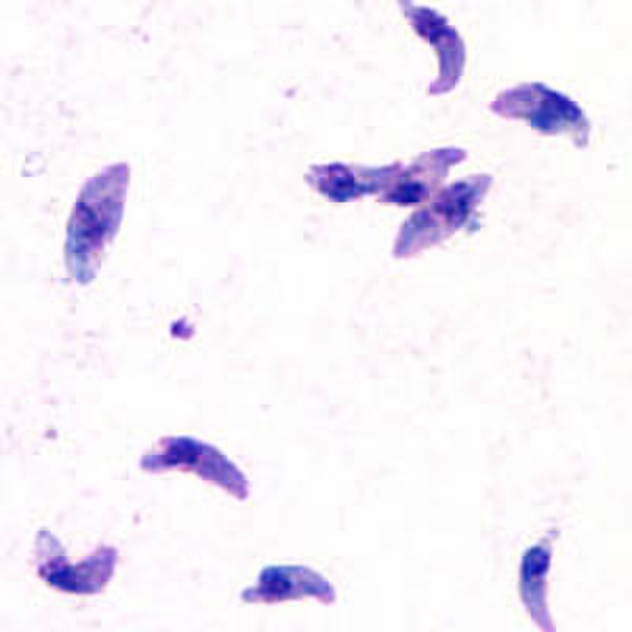 Toxoplasma gondii reference