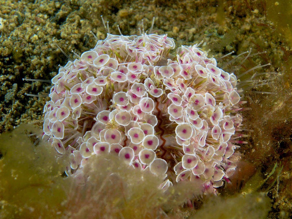 Flower Urchin reference