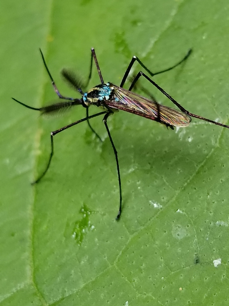 Elephant Mosquito reference