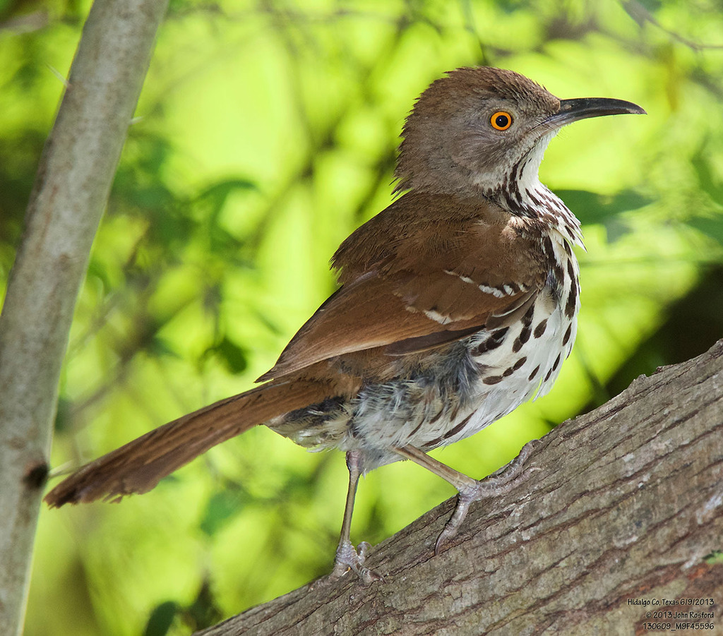 Long-billed Thrasher reference