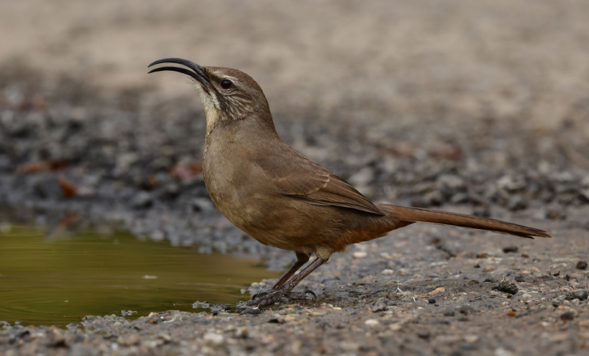 California Thrasher reference