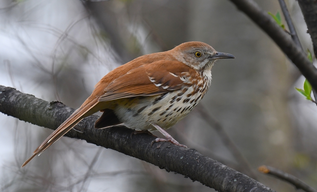 Brown Thrasher reference